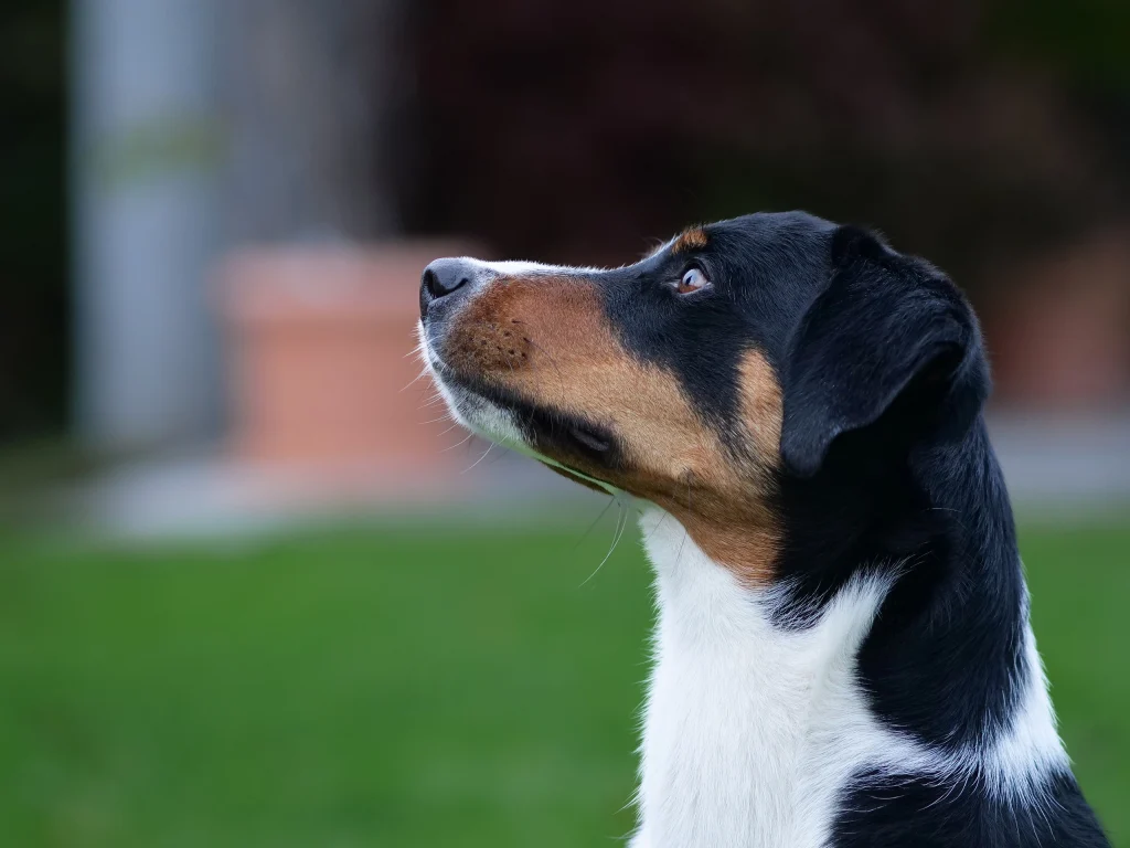 Der Kopf eines Appenzeller Sennenhundes im Profil, er schaut nach links oben
