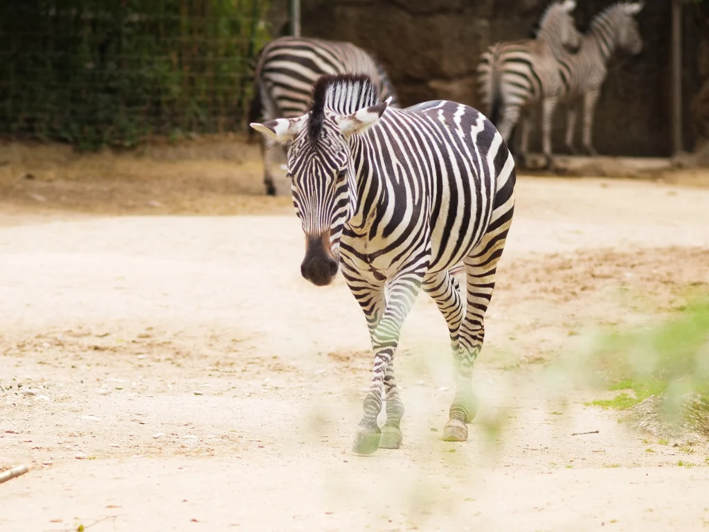Ein Zebra, das auf sandigem Boden von hinten rechts nach vorne links läuft