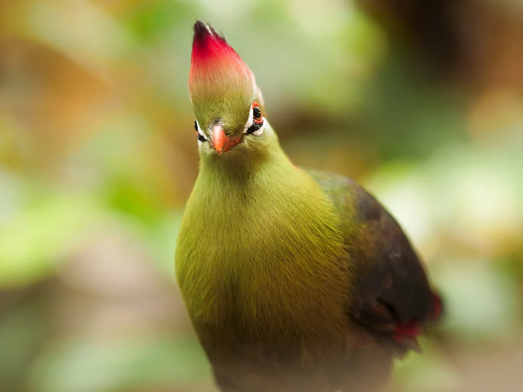 Ein Fischerturako, ein grüner Vogel mit roter Haube und schwarz-weissen Streifen um die Augen